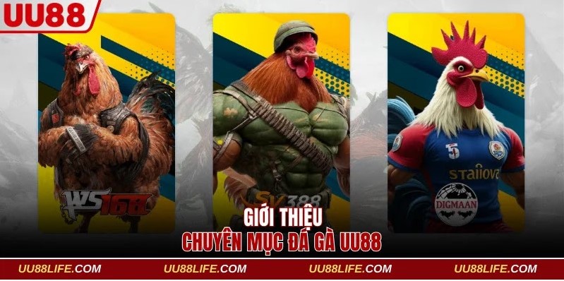 Thông tin về chuyên mục đá gà UU88